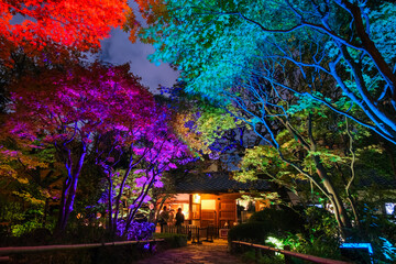 東京都豊島区 目白庭園 紅葉のライトアップ