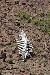 Fototapeta premium dead animal skeleton with part of its skin still undecomposed