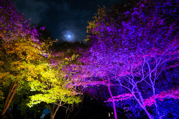 Fototapeta na wymiar 東京都豊島区 目白庭園 紅葉のライトアップ