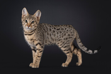 Black tabby spotted cat kitten, standing side ways. Looking towards camera. Isolated on a black background.