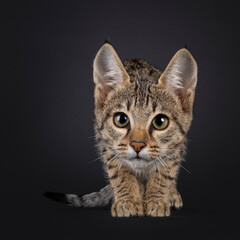 Black tabby spotted cat kitten, sneaking up towards camera with head low. Looking towards camera. Isolated on a black background.