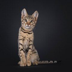 Black tabby spotted cat kitten, sitting up facing front. Looking towards camera. Isolated on a...