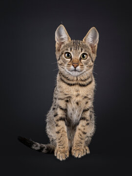 Black tabby spotted cat kitten, sitting up facing front. Looking towards camera. Isolated on a black background.