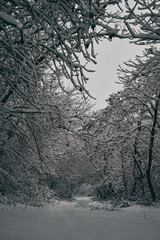 snow covered trees in winter vertical photo for mobile/android wallpaper 1