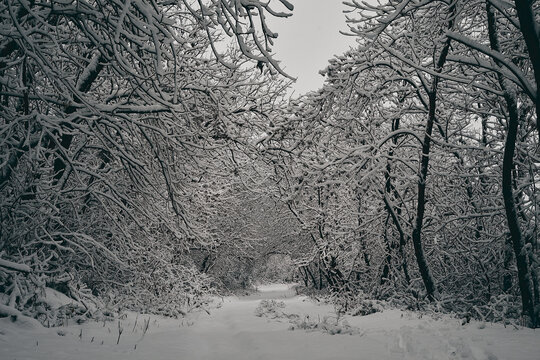snow covered trees in the forest 16:9 crop