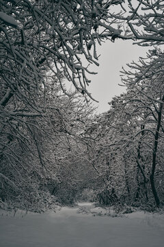snow covered trees in winter vertical photo for mobile/android wallpaper 1