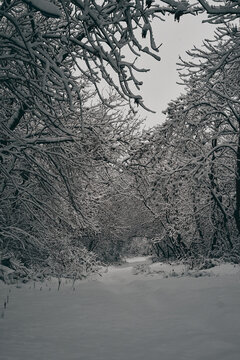 snow covered trees in winter vertical photo for mobile/android wallpaper 1