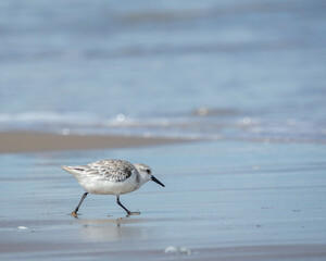 Sandpiper