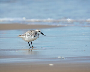 Sandpiper