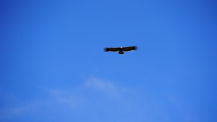 Fototapeta na wymiar an eagle flying in the blue sky