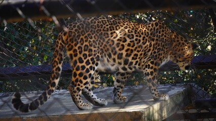 a jaguar walking in the cage © FireFXStudio