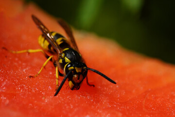 Guêpe mangeant de la pastèque
