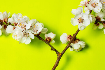 Branch of a blossoming tree with flowers on a green background