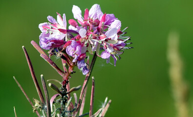 Randonnée dans le Parc National des Grands-Jardins au Canada et rencontre avec sa flore