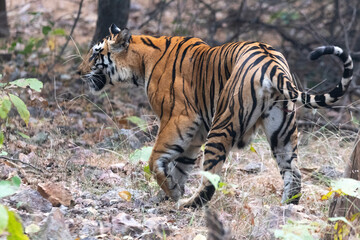A tigress during mating time at Panna tiger reserve, Madhya pradesh, India 