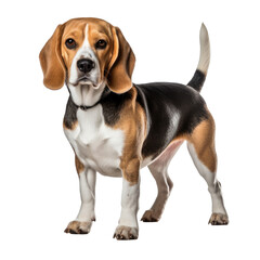 Beagle dog isolated on white background