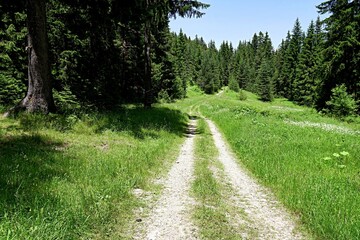 Fototapeta na wymiar Narrow road through green grass in the forest