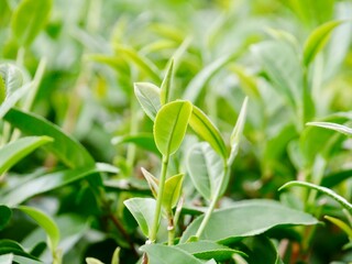 Fototapeta na wymiar Top of Green tea leaf in the morning, tea plantation. Green tea bud and leaves, Green tea fresh leaves, Tea plantations, green tea plantation on the mountain