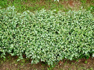 Top of Green tea leaf in the morning, tea plantation. Green tea bud and leaves, Green tea fresh leaves, Tea plantations, Tea field green plantation agriculture background top leaf farm landscape patte