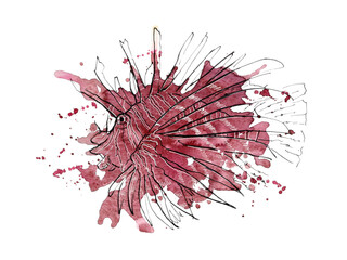 Pterois in a stain of watercolor paint, color burgundy. Watercolor illustration, sketch