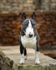 Miniature bull terrier posing on a wall