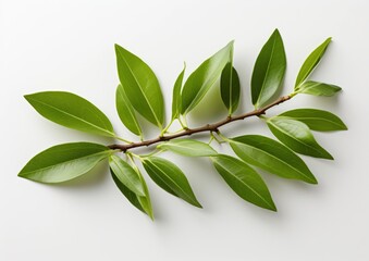 Obraz premium Olive branch, Banner with green leaves, AI generated