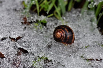 snail on a leaf