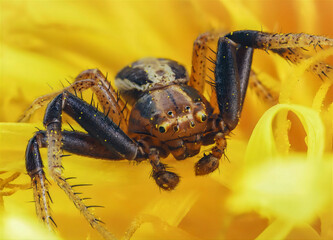 Macro spider on yellow flower