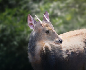 Naklejka na ściany i meble Male Gray Brocket (Mazama gouazoubira) - South American Deer