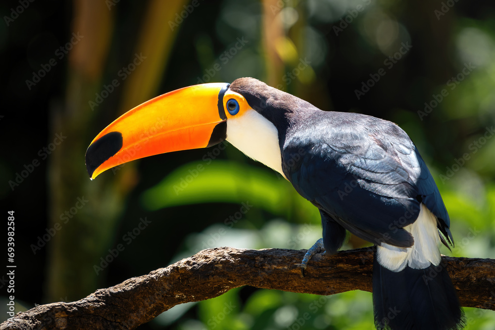 Sticker Toco Toucan bird (Ramphastos toco)