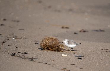 Sanderling