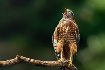 Roadside Hawk Screaming (Rupornis magnirostris) - Bird of Prey