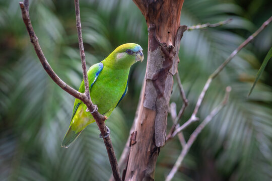 Female Pileated Parrot (Pionopsitta pileata)