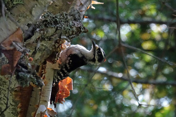 Randonnée dans le Parc National des Hautes-Gorges-de-la-Rivière-Malbaie à La Malbaie au Canada et rencontre avec sa faune