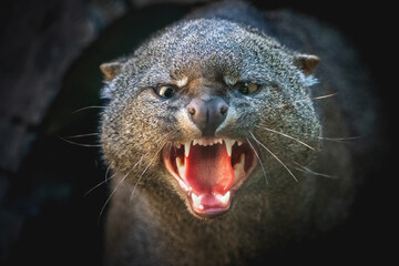 Angry Jaguarundi showing teeth (Herpailurus yagouaroundi) - Central and South American slender wild...