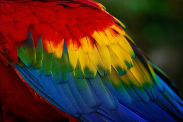 Scarlet Macaw (Ara macao) Wing Feathers © diegograndi