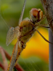 libélula