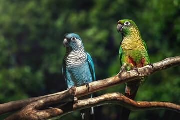 Maroon-bellied Parakeet pair (Pyrrhura frontalis)