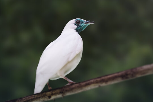 Bare-throated Bellbird (Procnias nudicollis) - South American Bird