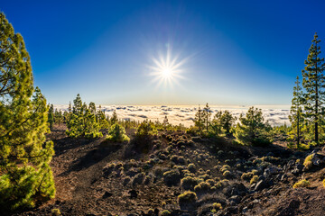 Mount Teide, Tenerife, Spain. Lava rocks and trees in the National Park (Spanish: ‎⁨Parque...