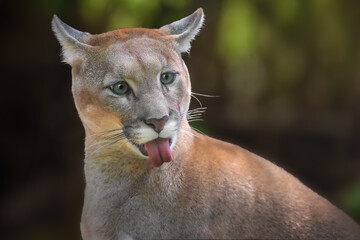 Funny face Cougar showing tongue (Puma concolor) also known as Mountain Lion