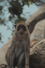 close up of monkey sitting on the rock looking at the camera