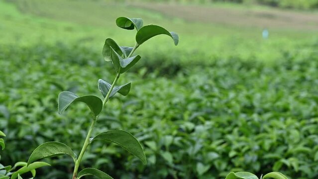 Tea leaves blowing by the wind in plantation field.