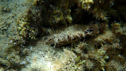 Rayed pearl oyster (Pinctada radiata) undersea, Aegean Sea, Greece, Halkidiki © Alexey