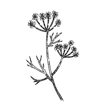 ingredient cumin hand drawn. food herb, aroma seed, cuisine flavor ingredient cumin vector sketch. isolated black illustration
