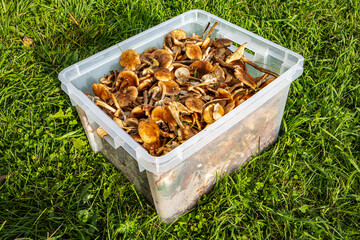 Harvest honey mushrooms in a box on a background of grass
