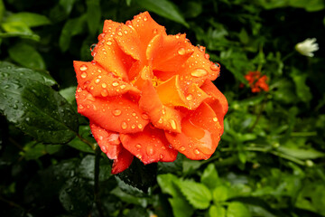 Beautiful orange rose bud against a background of summer greenery close-up