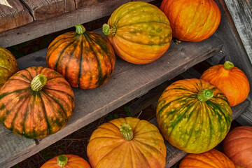 Ripe pumpkins close-up on wooden shelves