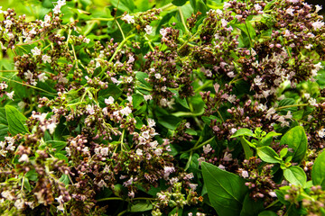 Oregano fresh branches with leaves and flowers close-up