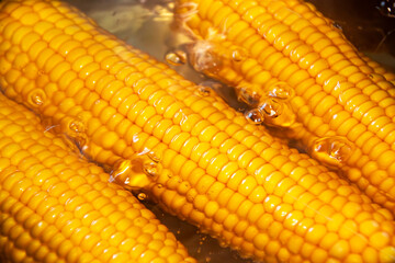 Sweet corn cobs in boiling water